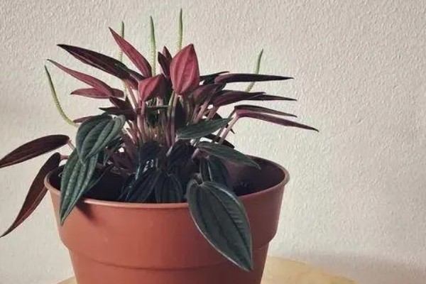 红天使椒草的浇水方法，春秋季节每隔3-5天浇一次