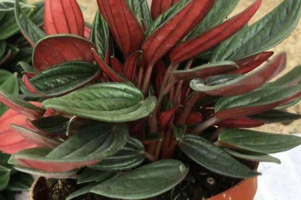 红天使椒草的浇水方法，春秋季节每隔3-5天浇一次