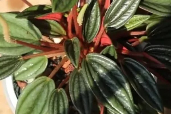 红天使椒草的浇水方法，春秋季节每隔3-5天浇一次