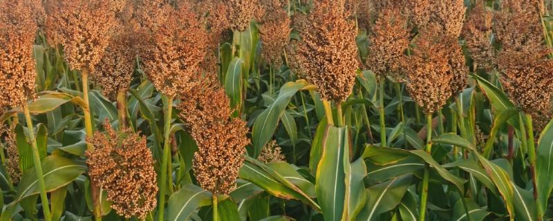 高粱是小米吗，二者是不同的作物