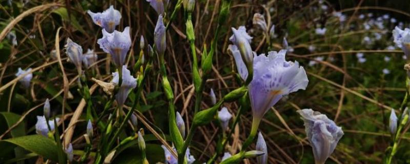 扁竹莲花如何养殖，夏季要及时做好喷水降温通风工作