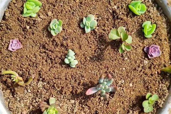 多肉小苗徒长如何解决,剪下徒长部位可抑制顶端优势