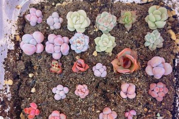 多肉小苗徒长如何解决,剪下徒长部位可抑制顶端优势