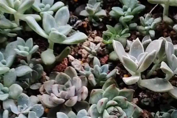 多肉小苗徒长如何解决,剪下徒长部位可抑制顶端优势