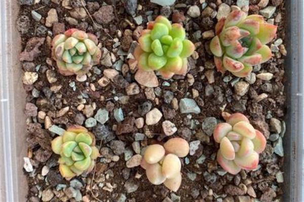 多肉小苗徒长如何解决,剪下徒长部位可抑制顶端优势