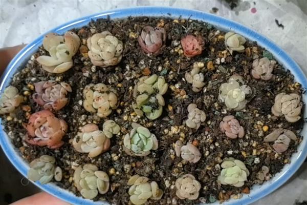 多肉小苗徒长如何解决,剪下徒长部位可抑制顶端优势