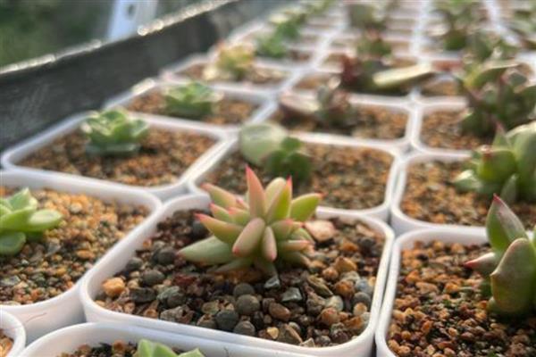 多肉小苗徒长如何解决,剪下徒长部位可抑制顶端优势