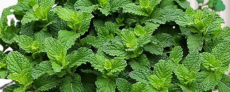 薄荷和碰碰香哪个驱蚊效果好，薄荷的驱蚊效果好