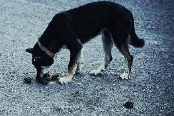 狗狗出门吃粪便的原因,可能是缺乏微量元素、感到饥饿等因素所致