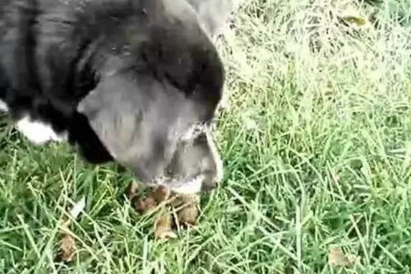 狗狗出门吃粪便的原因,可能是缺乏微量元素、感到饥饿等因素所致