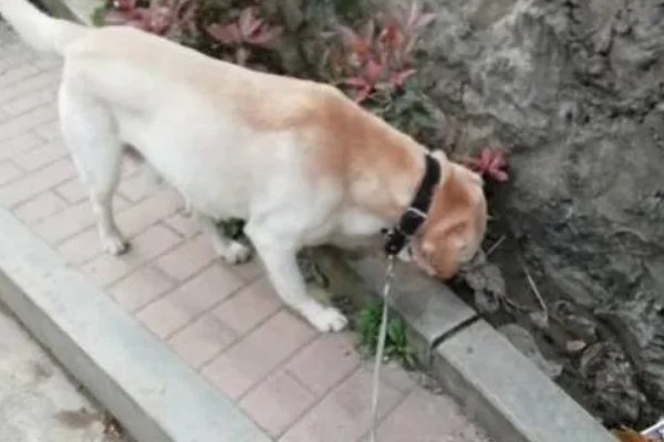 狗狗出门吃粪便的原因,可能是缺乏微量元素、感到饥饿等因素所致