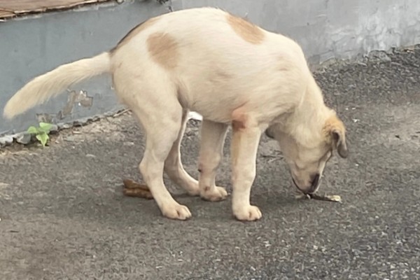 狗狗出门吃粪便的原因,可能是缺乏微量元素、感到饥饿等因素所致