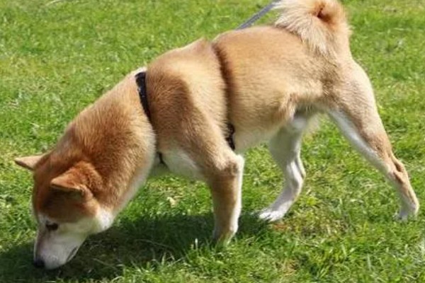 狗狗出门吃粪便的原因,可能是缺乏微量元素、感到饥饿等因素所致