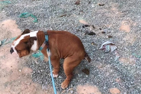狗狗出门吃粪便的原因,可能是缺乏微量元素、感到饥饿等因素所致