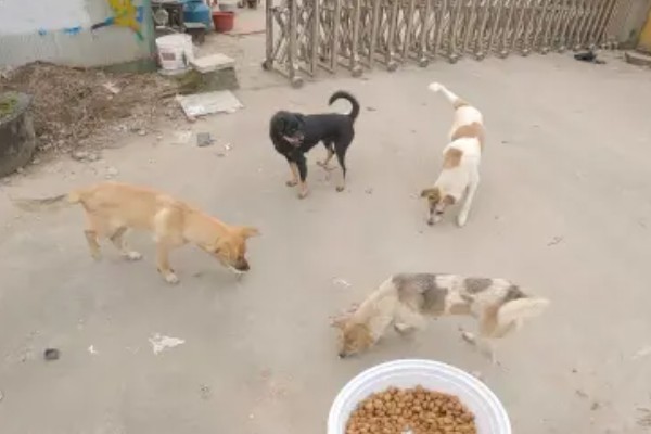 狗狗出门吃粪便的原因,可能是缺乏微量元素、感到饥饿等因素所致