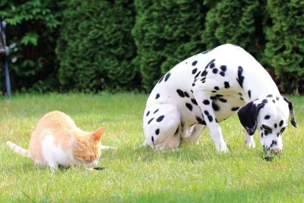 狗狗出门吃粪便的原因,可能是缺乏微量元素、感到饥饿等因素所致