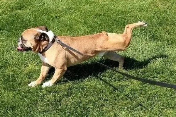 狗狗出门吃粪便的原因,可能是缺乏微量元素、感到饥饿等因素所致