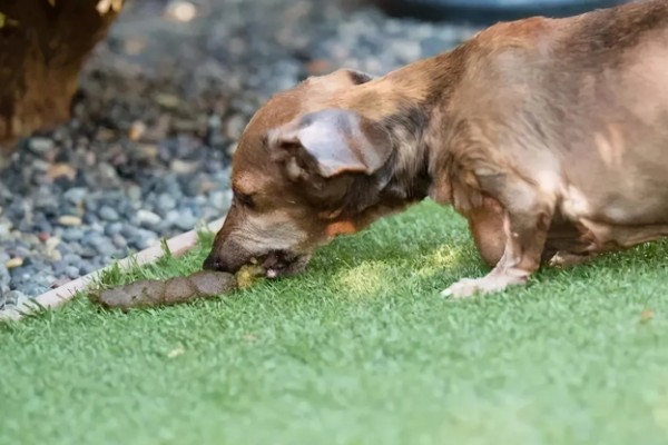 狗狗出门吃粪便的原因,可能是缺乏微量元素、感到饥饿等因素所致