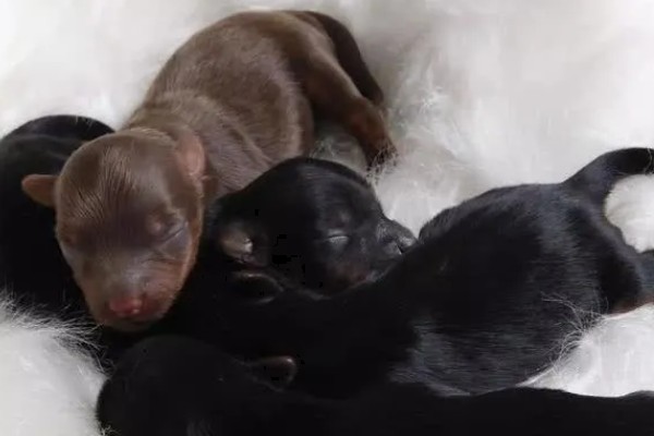 狗狗出门吃粪便的原因,可能是缺乏微量元素、感到饥饿等因素所致