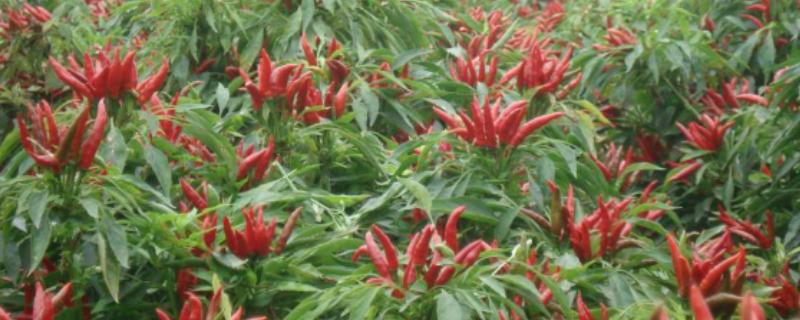 七星椒怎么种植，每亩地栽培3500-4000株