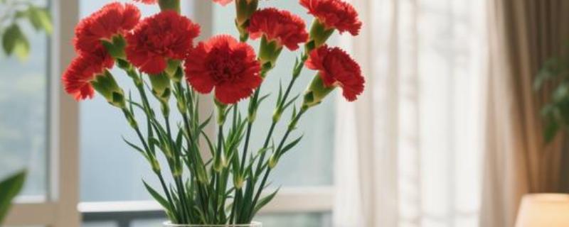 康乃馨生根的方法，最好选择透明的容器水培