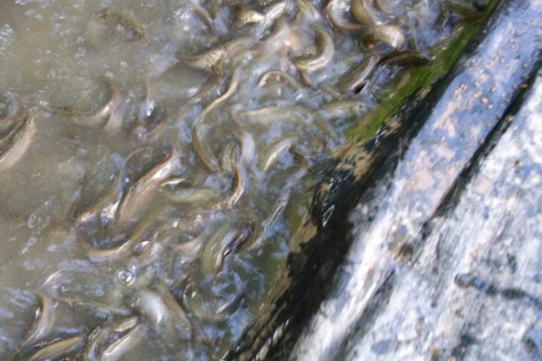 泥鳅怎么养，最适生存温度22-28℃