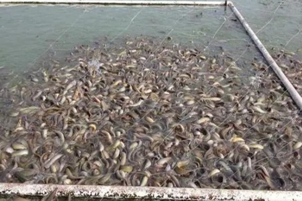 泥鳅怎么养，最适生存温度22-28℃