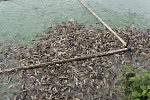 泥鳅怎么养，最适生存温度22-28℃