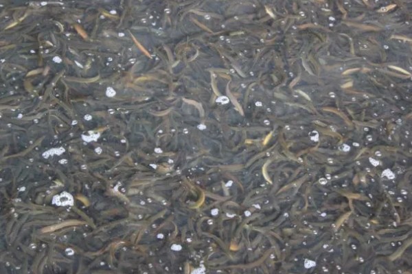 泥鳅怎么养，最适生存温度22-28℃