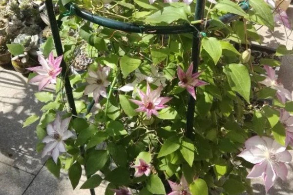 铁线莲的栽培注意事项,应特别注意排水