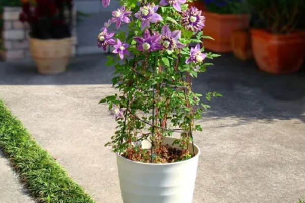 铁线莲的栽培注意事项,应特别注意排水