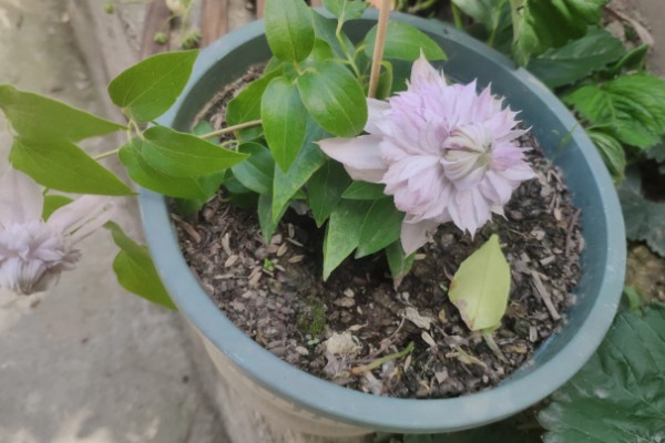 铁线莲的栽培注意事项,应特别注意排水