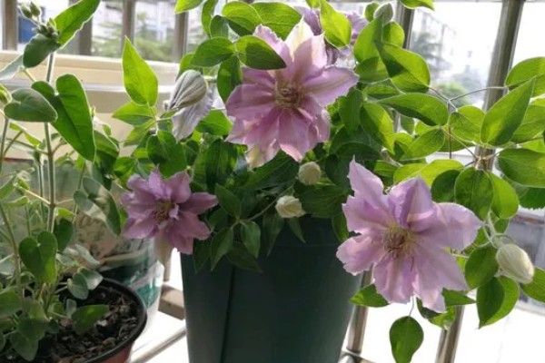 铁线莲的栽培注意事项,应特别注意排水