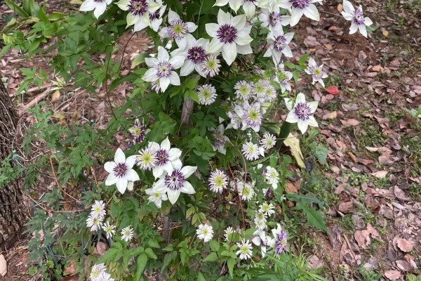 铁线莲的栽培注意事项,应特别注意排水