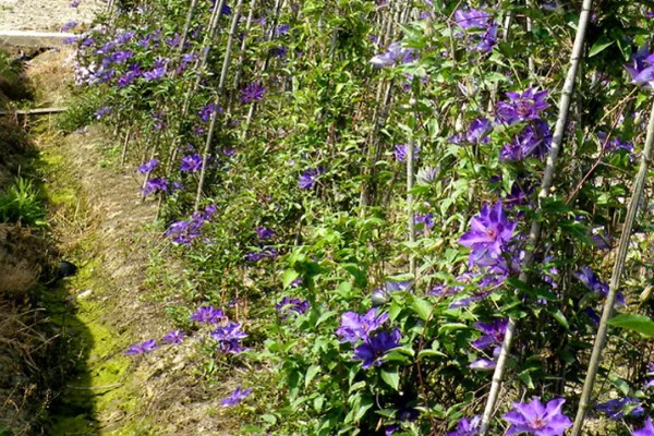 铁线莲的栽培注意事项,应特别注意排水