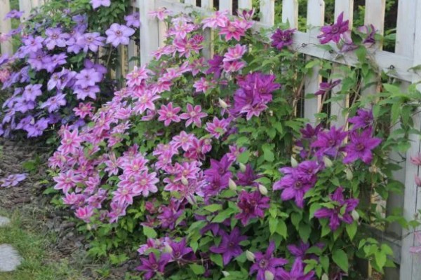 铁线莲的栽培注意事项,应特别注意排水