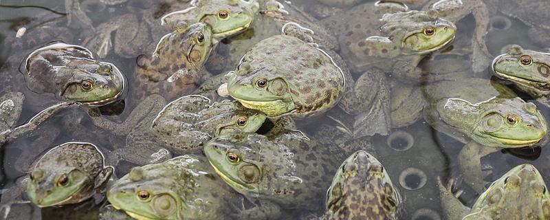 牛蛙套肠的原因，可能是过量投喂食物所致