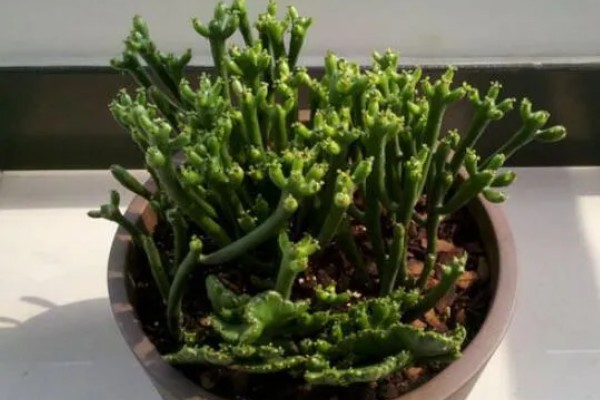 膨珊瑚的修剪方法,把过长的枝条剪短可避免植株徒长