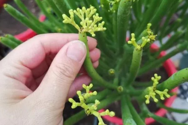 膨珊瑚的修剪方法,把过长的枝条剪短可避免植株徒长