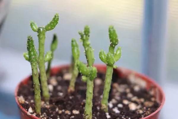 膨珊瑚的修剪方法,把过长的枝条剪短可避免植株徒长