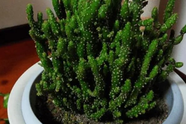 膨珊瑚的修剪方法,把过长的枝条剪短可避免植株徒长