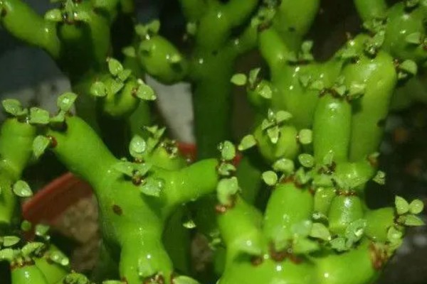 膨珊瑚的修剪方法,把过长的枝条剪短可避免植株徒长