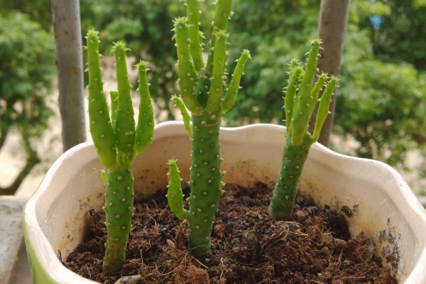 膨珊瑚的修剪方法,把过长的枝条剪短可避免植株徒长