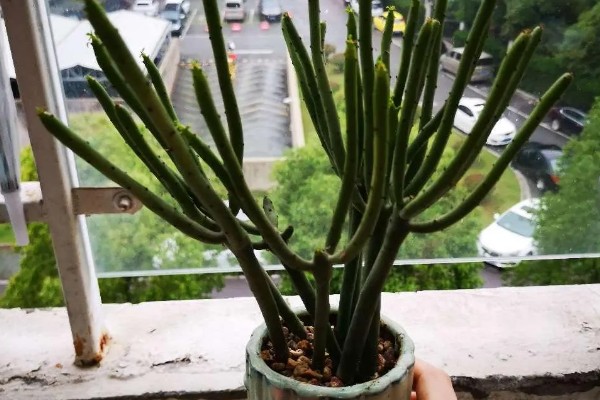 膨珊瑚的修剪方法,把过长的枝条剪短可避免植株徒长