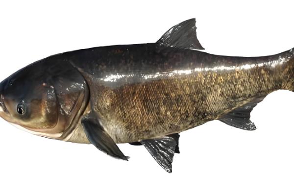 大头鱼是哪种鱼,是指花鲢