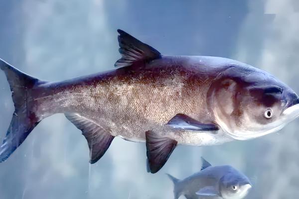 大头鱼是哪种鱼,是指花鲢