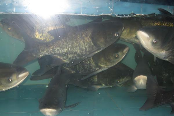 大头鱼是哪种鱼,是指花鲢