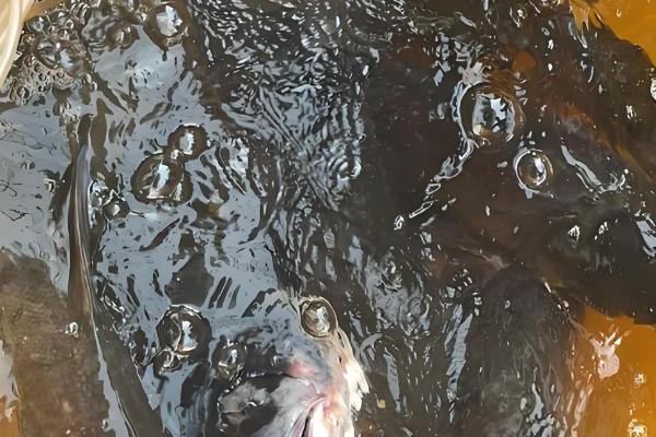 大头鱼是哪种鱼,是指花鲢