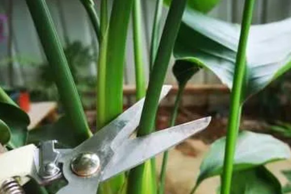 鹤望兰长得太高如何处理，剪除最上部的枝叶和突出的分枝