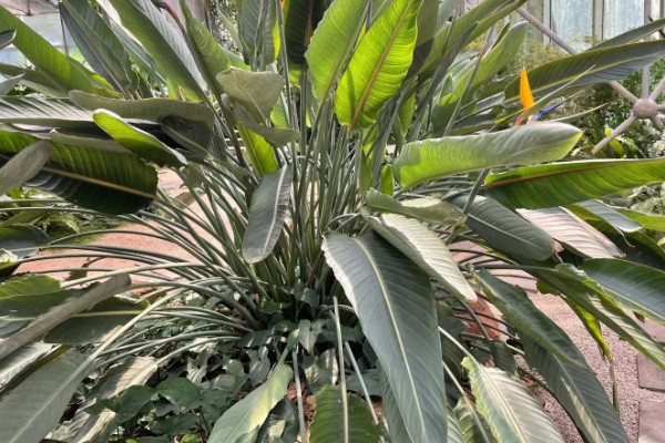 鹤望兰长得太高如何处理，剪除最上部的枝叶和突出的分枝